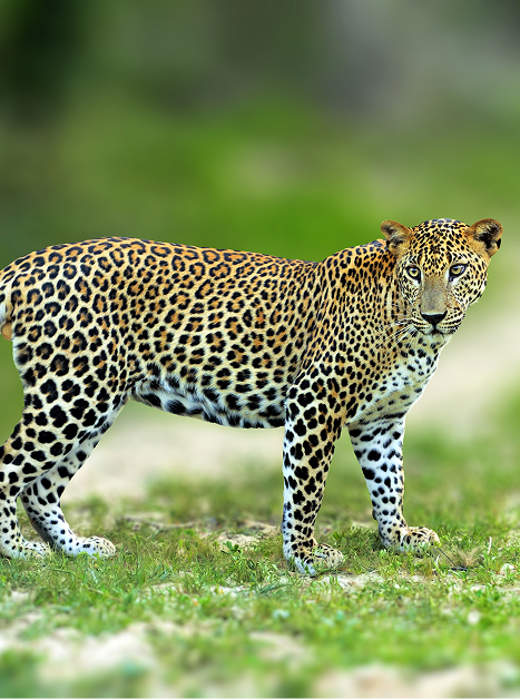 7 Days / 6 Nights – Discover the Best of Sri Lanka Private Tour — photo 2
